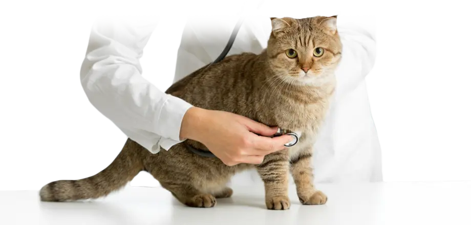 もしものときはどうぶつ病院で適切な診療を受けることが大切