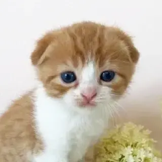 お客様のペットの写真