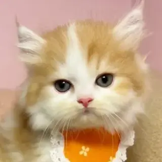 お客様のペットの写真