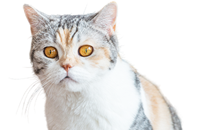アメリカンワイヤーヘアの子猫