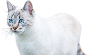 オホサスレスの子猫