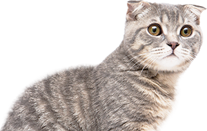 ブリーダーブログ