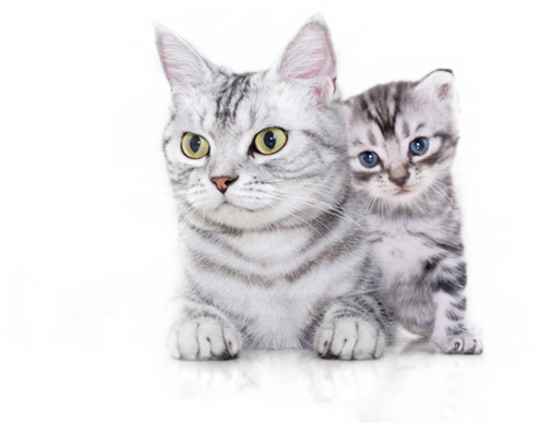 穏やかなお顔で見つめるねこ　ジオード有り瑪瑙　素敵な逸品 やる気まんまん顔(笑)のネコ置物！ 瑪瑙猫 素敵な逸品 その他