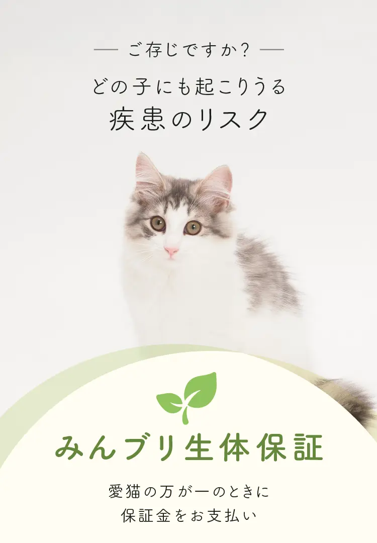 みんブリ生体保証｜みんなの子猫ブリーダー