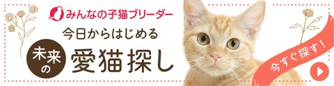 今日から始める未来の愛猫探しページへ