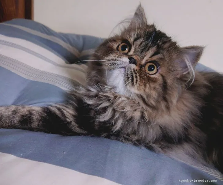 ID:2201-02005の子猫