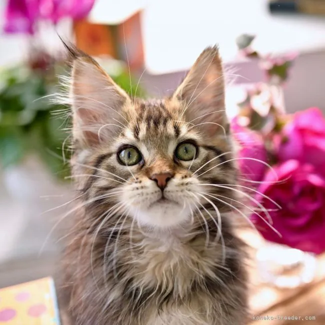 ID:2201-00613の子猫
